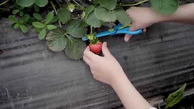4K实拍新鲜草莓采摘特写画面素材视频的预览图